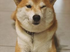 -柴务处·柴犬主题狗咖