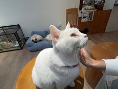 -有猫主题·治愈系猫咖(曾厝垵店)