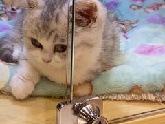 -momokira米努特·德文卷毛猫·棉花面纱犬