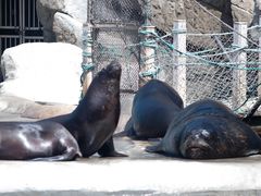 -大连老虎滩海洋公园
