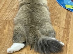 -COLOR PETS 撸猫馆·购猫·猫咖(长风大悦城店)