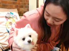 -more than meow吴止猫主题餐厅(承德 中船汇店)