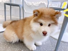 -Let's go狗咖·猫咖·奶狗·桌游(春熙路IFS店)