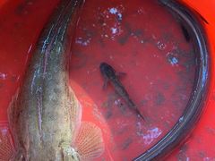 -南沙十九涌渔人码头-南门