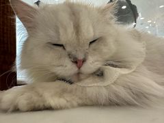 -共舞时光猫咖·狗咖(新街口店)