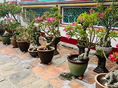 -马六甲鸡场街
