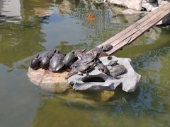-龙华寺