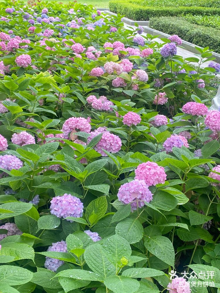 漫步花丛心情美丽如画徐家汇公园绣球花开啦