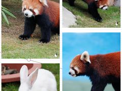 -栾川竹海野生动物园