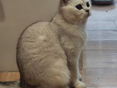 -是阿柴呀！柴犬咖啡·爱喵喵猫咖