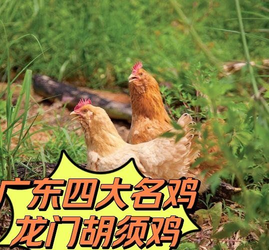 主营: 广东四大名鸡,龙门胡须鸡