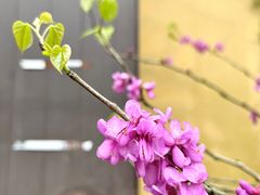 -慧因高丽寺