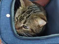-纳吉亚猫专科动物医院博雅分院