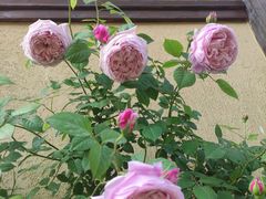 -诗经里