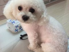 -A猫a狗全科·犬猫异宠·芥西宠物医院(南开总院)