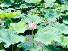 -荷塘月色湿地公园·向阳花洲