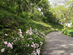 -南京老山国家森林公园
