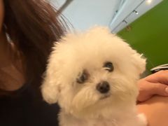 -爪吧宠物乐园 (温榆河示范区店)