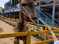 -西霞口神雕山野生动物世界