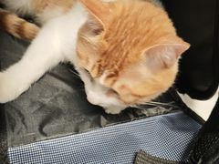 -纳吉亚猫专科动物诊疗中心(蒋宅口分院)