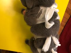 -佳怡动物医院·平价24小时·猫专科骨外科