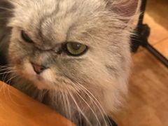 -more than meow吴止猫主题餐厅(承德 中船汇店)