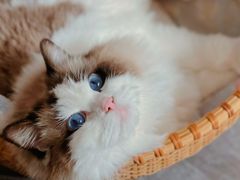 -老吴的猫·猫舍(新区店)