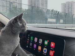 -猫大福·Fortune Cat猫舍(百子湾店)