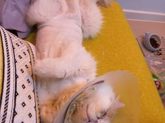 -北京博爱动物医院有限公司