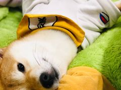 -逗柴咖啡屋·狗咖猫咖宠物桌游