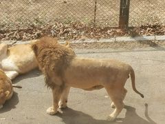 -大连森林动物园