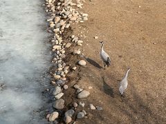 -北京麋鹿生态实验中心