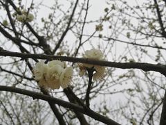 -秀丽东方