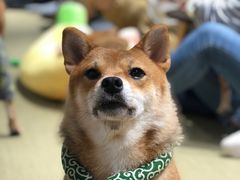 -逗柴咖啡屋·狗咖猫咖宠物桌游