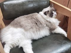 -MOCHA明星猫咖(田子坊店)