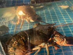 -和源祥·日照菜扛把子(万平口一店)