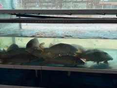 -豫丰汇河南名菜楼(武记餐饮)