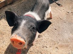 -前小桔亲子创意农场·草莓采摘·露营烧烤