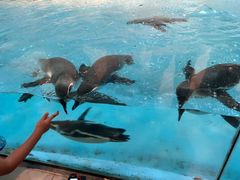 -帝企鹅自助餐厅•儿童岛•真企鹅(长隆企鹅酒店)