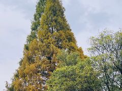 -苏州上方山国家森林公园