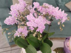 -雅曼妮spa美容养生