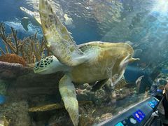 -上海海洋水族馆