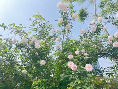 -天鹅湖体育公园