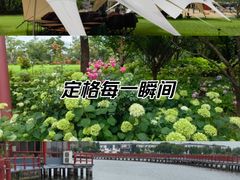 -鹅湖玫瑰文化园