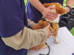 -爱侣宠医·鹦鹉专科·小型哺乳类·异宠专科(灵石路店)