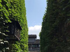 -舌尖葱包烩