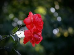 -洪湖湿地生态园