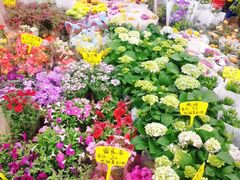 -双季花艺园艺市场(浦东店)
