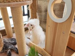 -十年猫舍·猫咪专门店(普陀店)