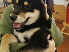 -豆柴町-柴犬主题狗咖(红鼎国际C座店)